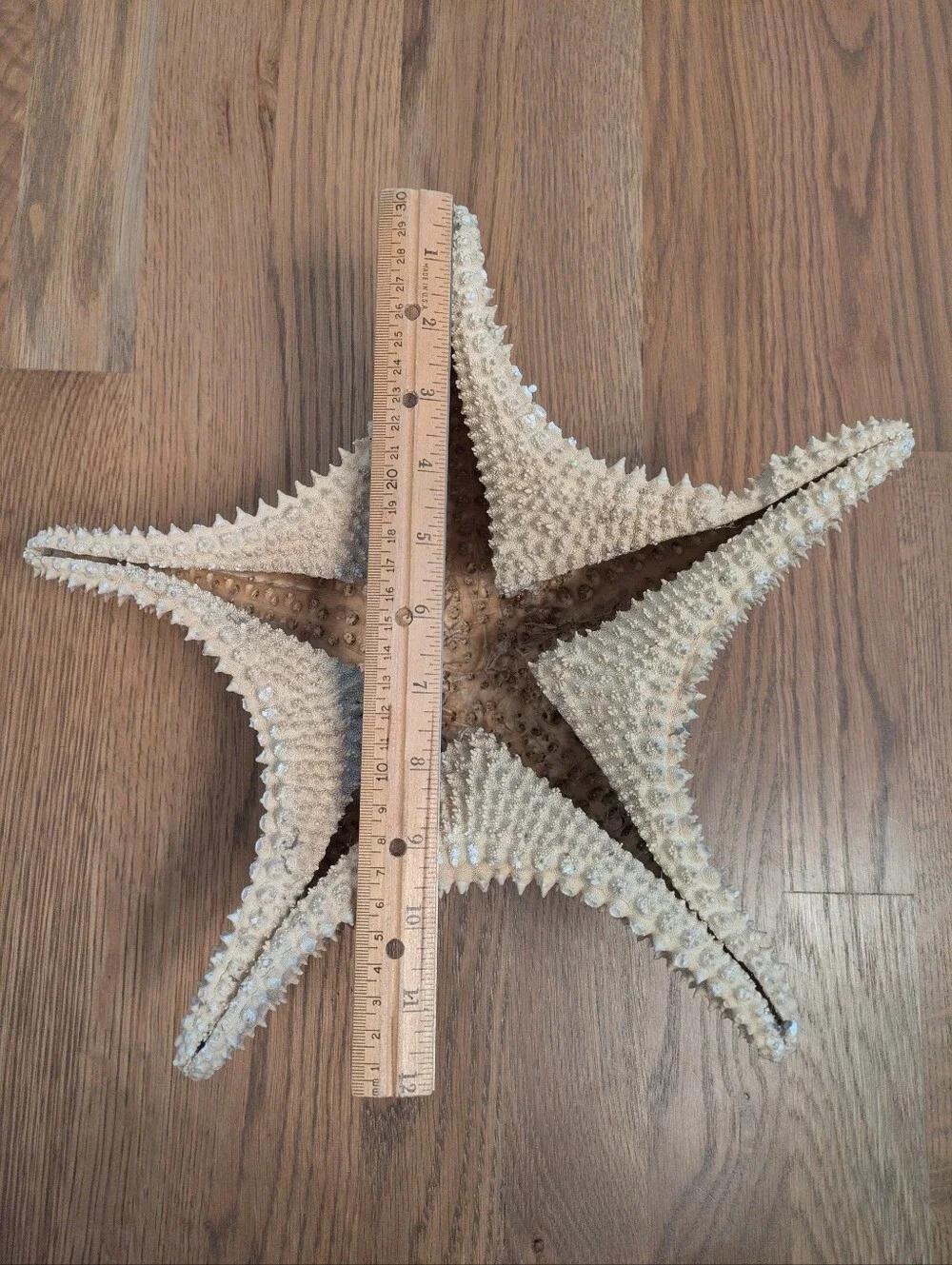 Giant Natural Dried Starfish 12